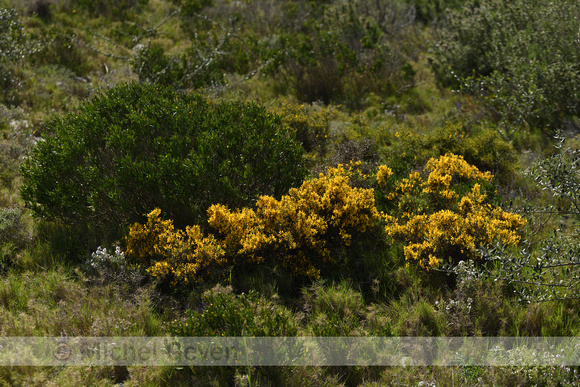 Genista lobelii