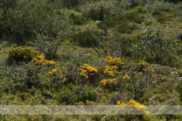 Genista lobelii