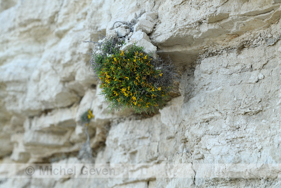 Genista lobelii