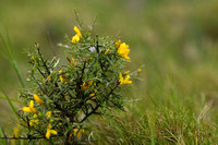 Genista scorpius