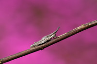Gewone neussprinkhaan; Common cylindric Grasshopper; Acrida ungarica