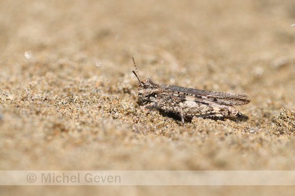Gewoon Stipschild; Common Dinging Grasshopper; Acrotylus insubricus