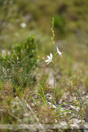 Grote graslelie; St. Bernard's Lily; Anthericum liliago