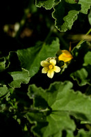 Heggenrank; White bryony; Bryonia cretica subsp. Dioica