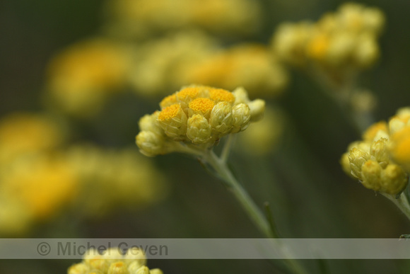 Helicrysum arenarium