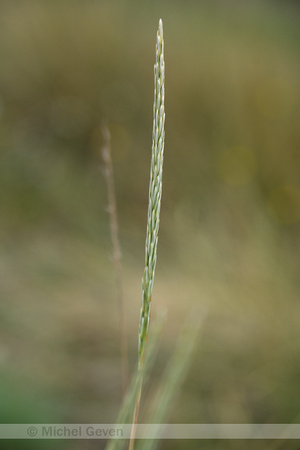 Helm; Marram grass; Calmagrostis arenaria