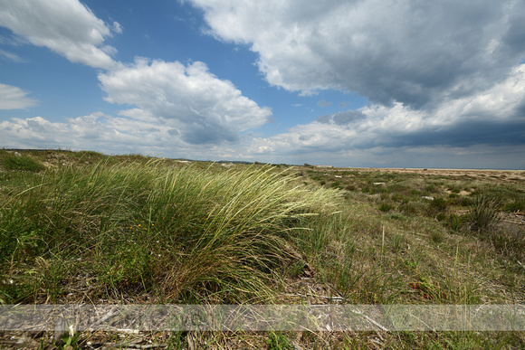 Helm; Marram grass; Calmagrostis arenaria