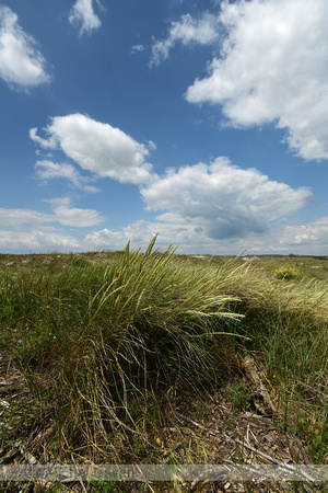 Helm; Marram grass; Calmagrostis arenaria