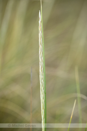 Helm; Marram grass; Calmagrostis arenaria