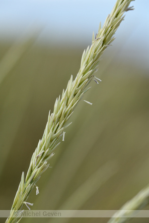 Helm; Marram grass; Calmagrostis arenaria