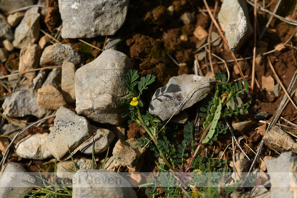 Hippocrepis biflora