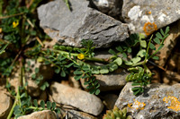 Hippocrepis biflora