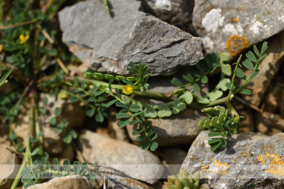 Hippocrepis biflora