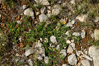 Hippocrepis biflora