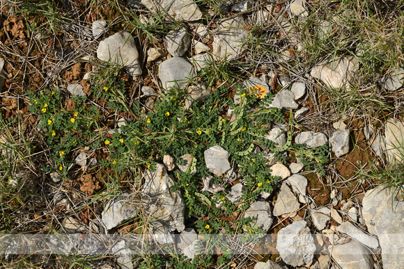 Hippocrepis biflora