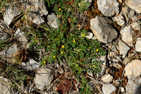 Hippocrepis biflora