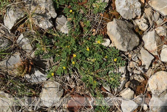 Hippocrepis biflora