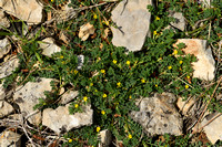 Hippocrepis biflora