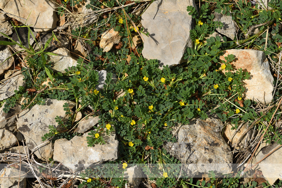 Hippocrepis biflora