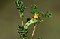 Hippocrepis biflora