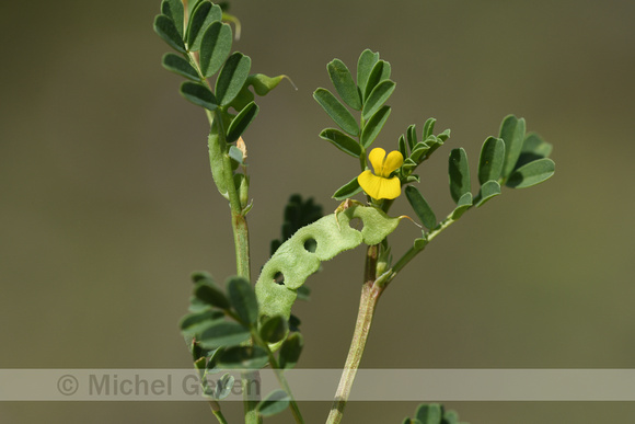 Hippocrepis biflora