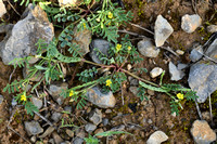 Hippocrepis biflora