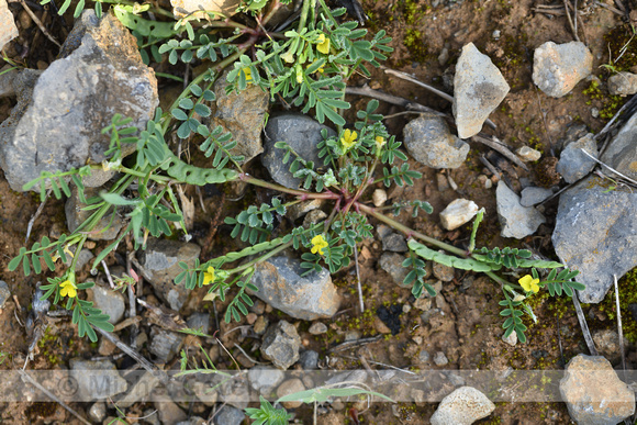 Hippocrepis biflora