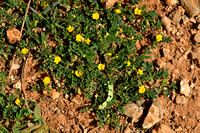 Hippocrepis biflora