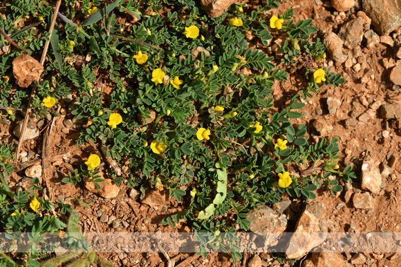 Hippocrepis biflora