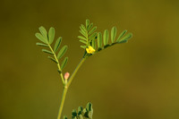 Hippocrepis biflora