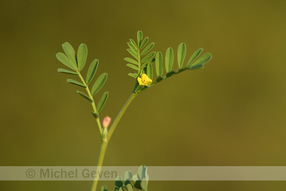 Hippocrepis biflora