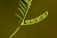 Hippocrepis biflora