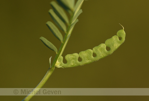 Hippocrepis biflora