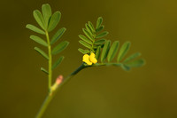 Hippocrepis biflora