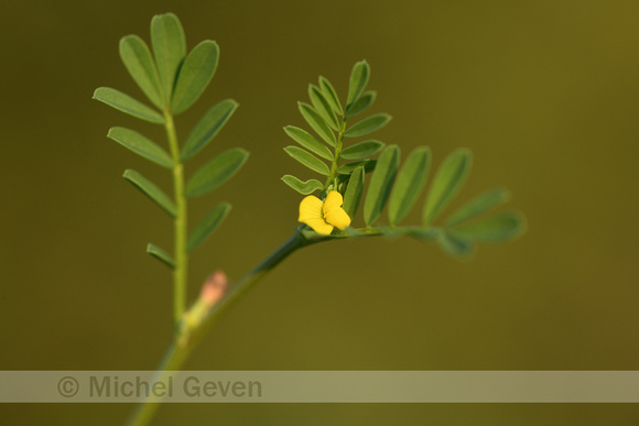 Hippocrepis biflora