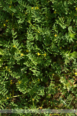 Hippocrepis biflora