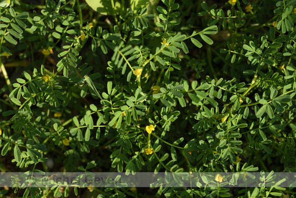 Hippocrepis biflora