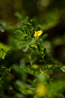 Hippocrepis biflora