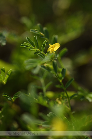 Hippocrepis biflora