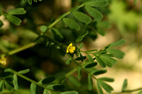 Hippocrepis biflora