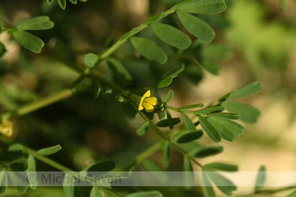 Hippocrepis biflora