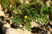 Hippocrepis biflora