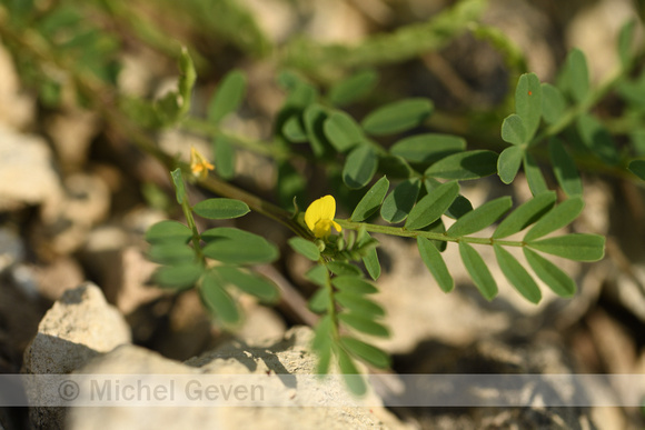 Hippocrepis biflora