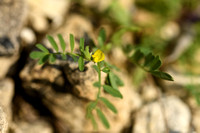 Hippocrepis biflora