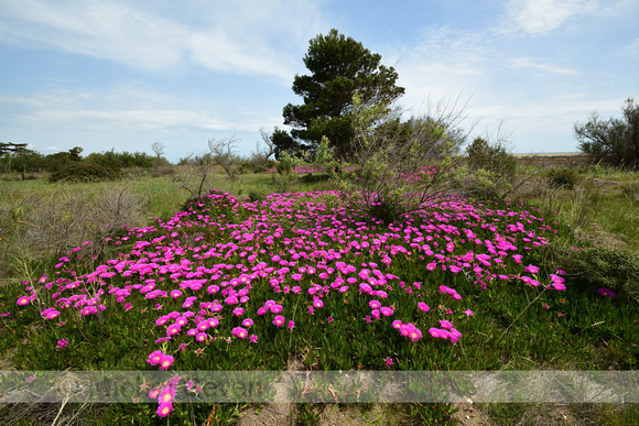 Hottentotvijg;Carpobrotus acinaciformis