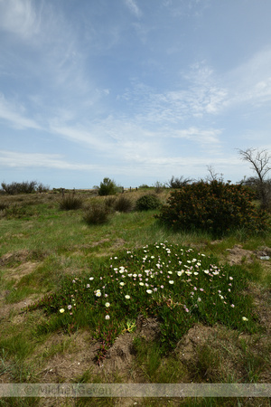 Hottentotvijg;Carpobrotus edulis