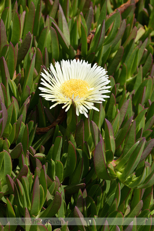 Hottentotvijg;Carpobrotus edulis