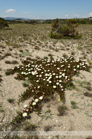 Hottentotvijg;Carpobrotus edulis