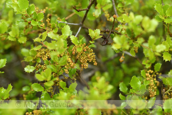 Hulsteik; Kermes Oak; Quercus coccifera