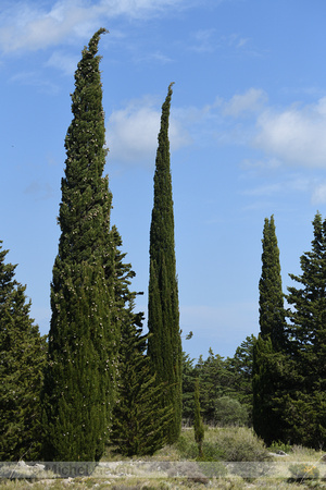 Italiaanse Cypres; Mediterranean cypress; Cupressus sempervirens